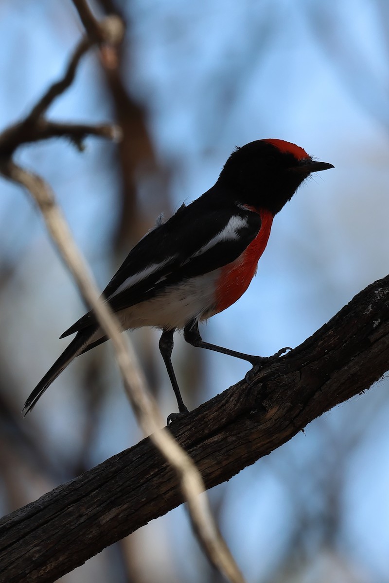 Red-capped Robin - ML618703576