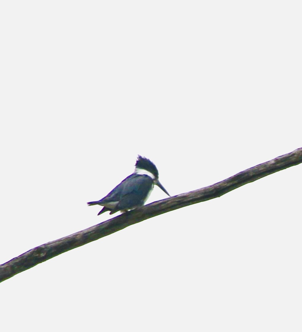 Belted Kingfisher - ML618703617