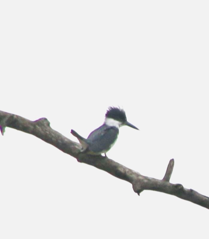 Belted Kingfisher - ML618703618