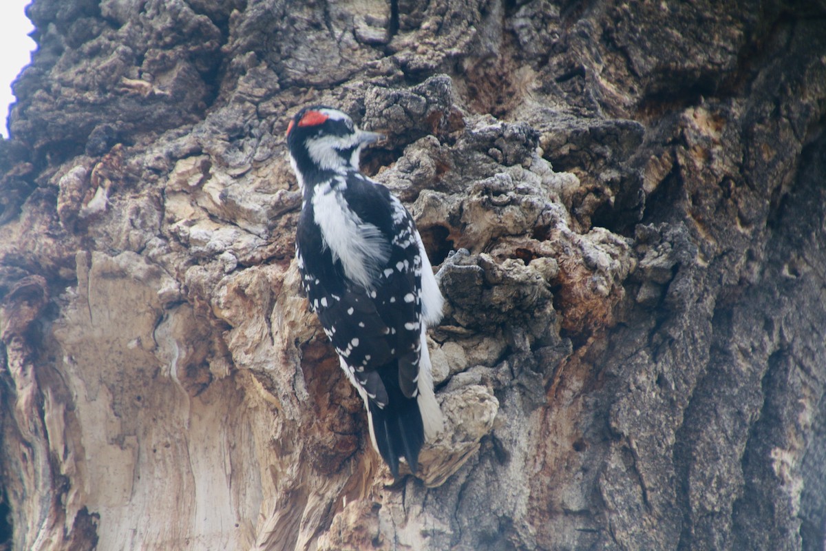 Hairy Woodpecker - ML618703623