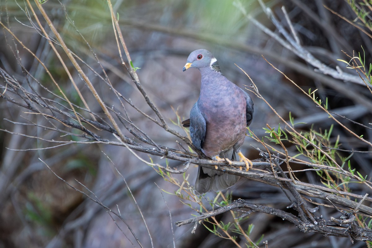 Band-tailed Pigeon - ML618703627