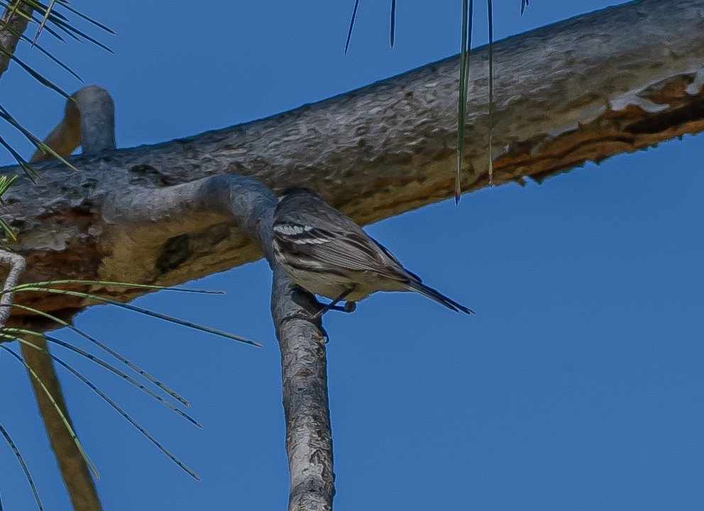 Black-throated Gray Warbler - ML618703663