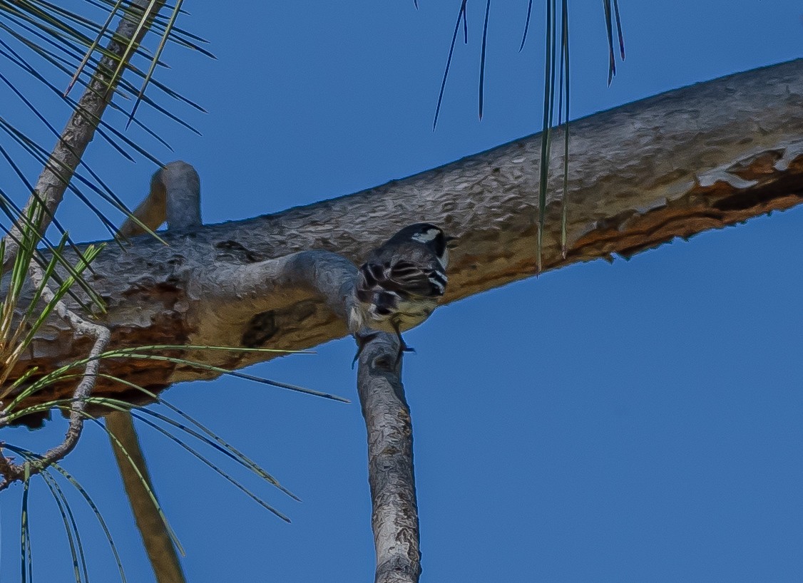 Black-throated Gray Warbler - ML618703664