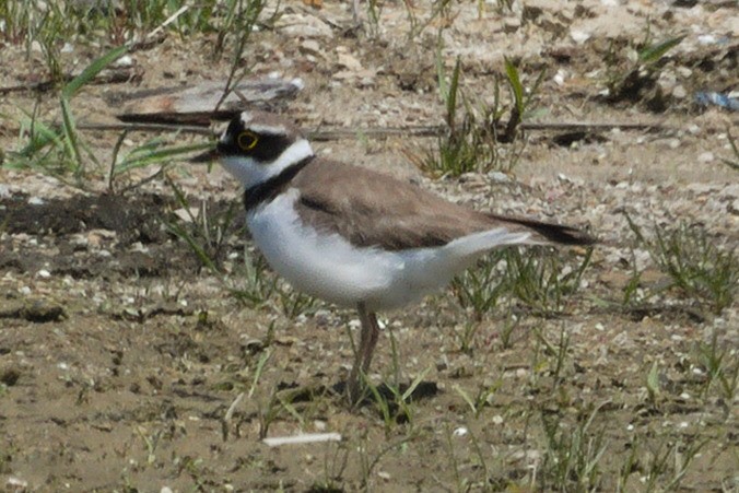 Little Ringed Plover - Anonymous