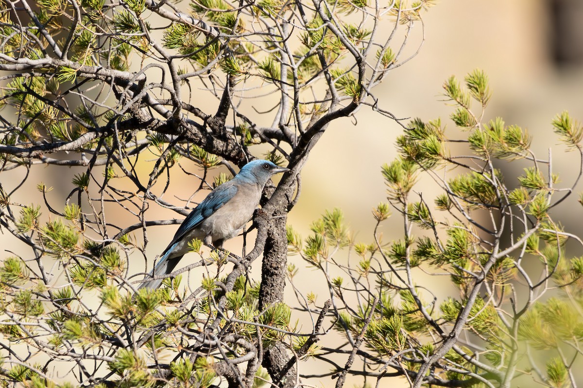 Mexican Jay - ML618703680