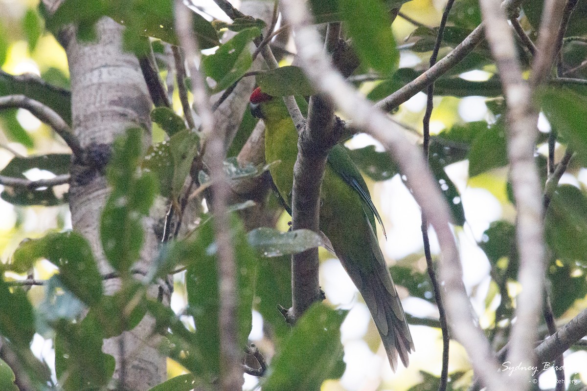 New Caledonian Parakeet - ML618703686