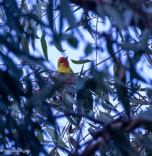Western Tanager - ML618703724