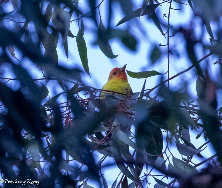 Western Tanager - ML618703725