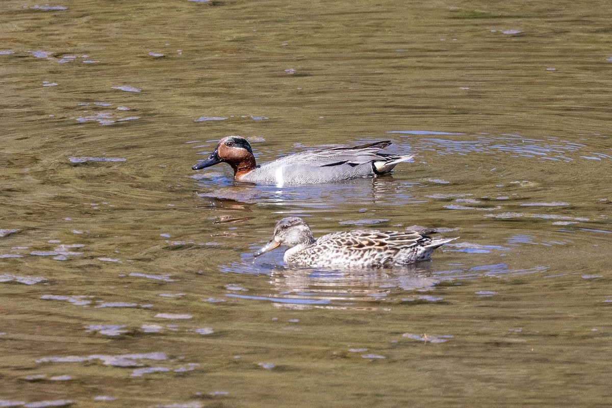 Green-winged Teal - ML618703751