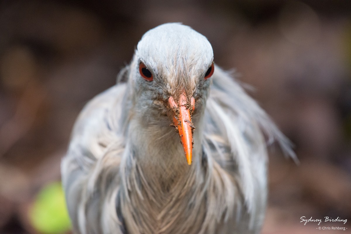 Kagu - Chris Rehberg  | Sydney Birding
