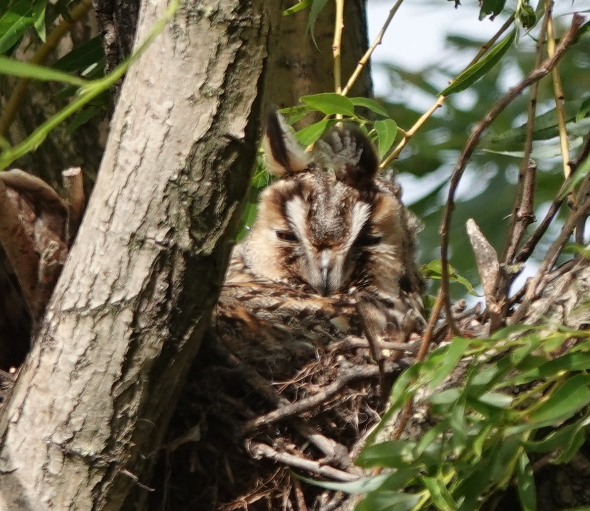 Long-eared Owl - ML618703833