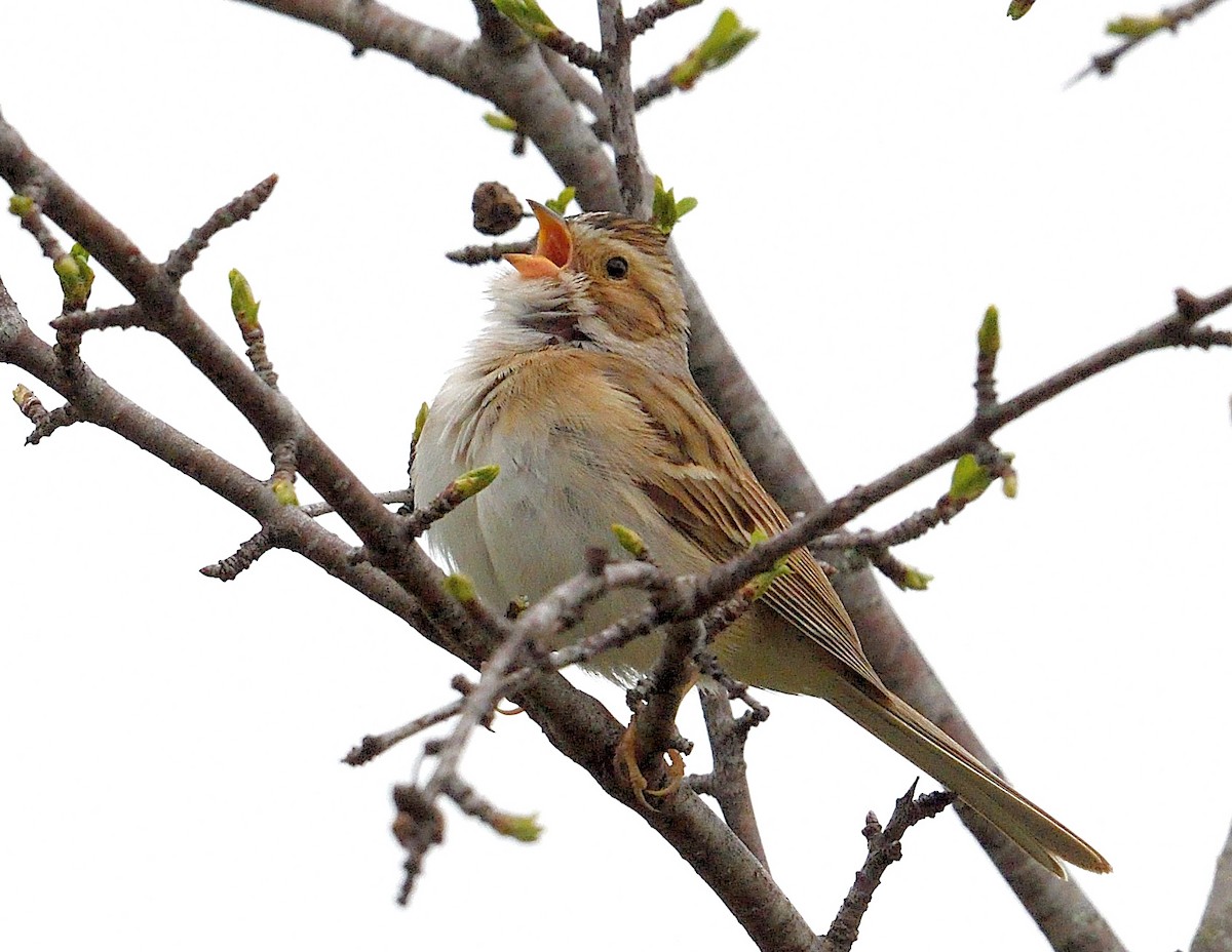 Clay-colored Sparrow - ML618703837