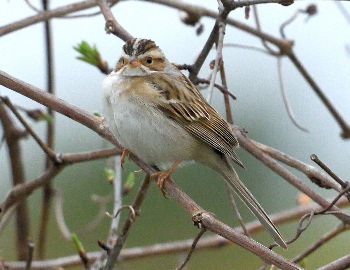 Clay-colored Sparrow - ML618703839