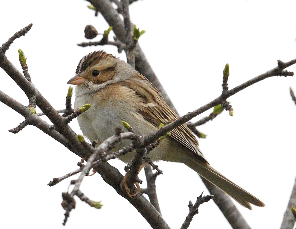 Clay-colored Sparrow - ML618703840