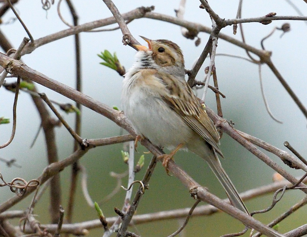 Clay-colored Sparrow - ML618703841
