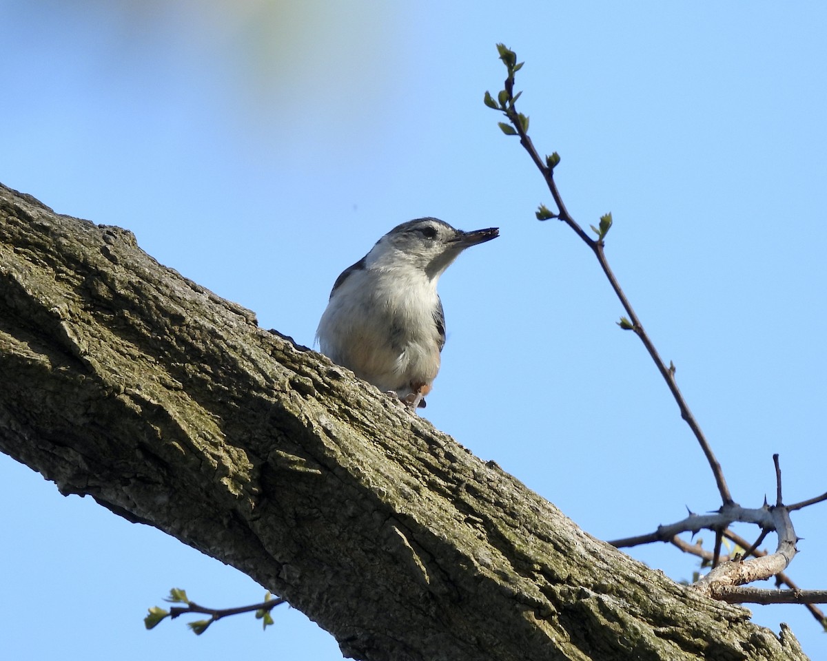 White-breasted Nuthatch - ML618703848