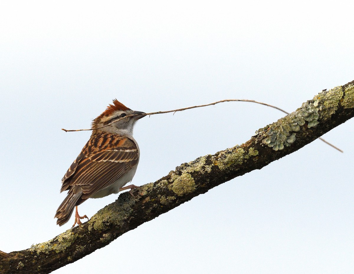 Chipping Sparrow - ML618703861