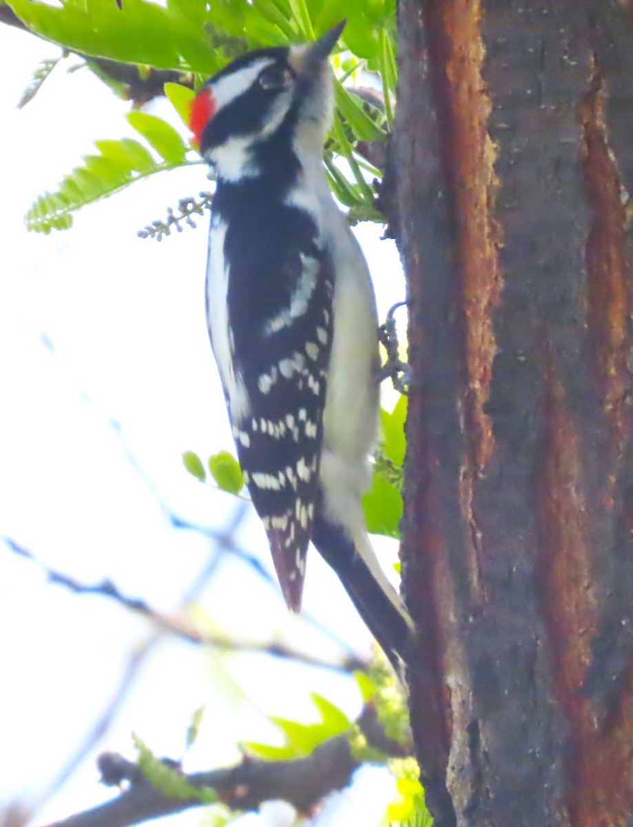 Downy Woodpecker - ML618703869