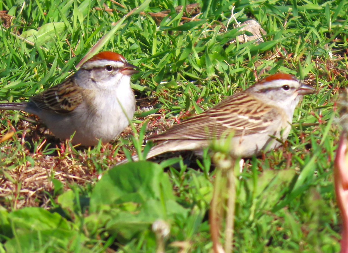 Chipping Sparrow - ML618703896