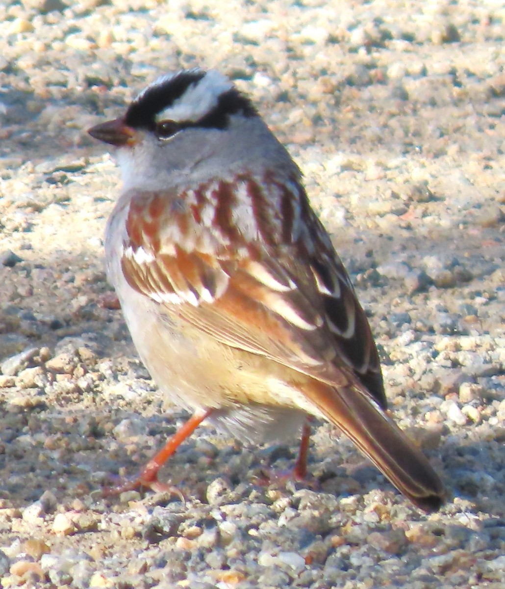 White-crowned Sparrow (oriantha) - ML618703919