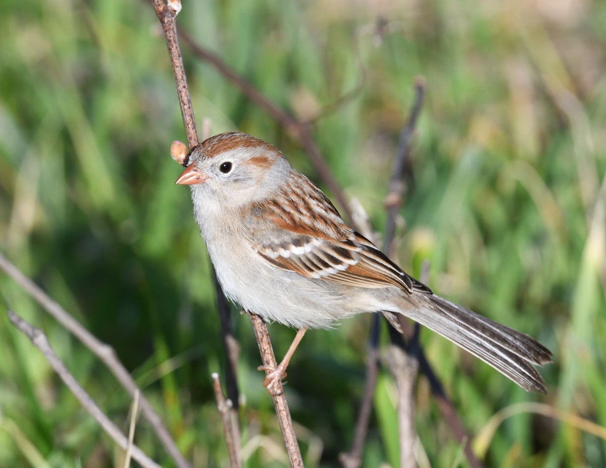 Field Sparrow - ML618703920