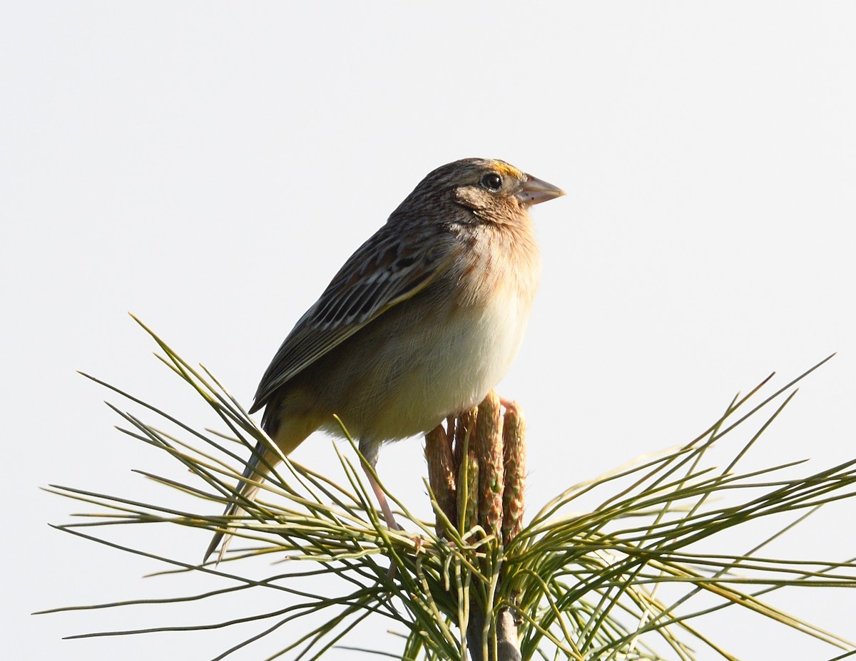 Grasshopper Sparrow - ML618703929