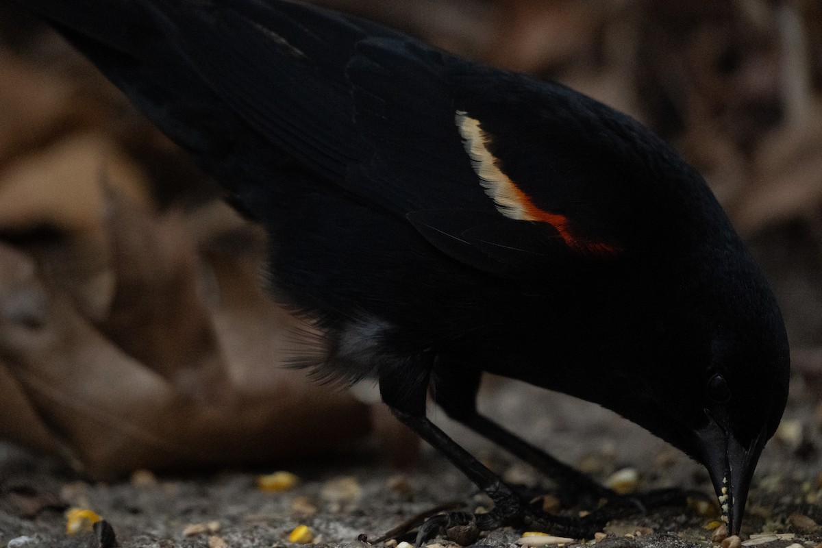 Red-winged Blackbird - ML618703939