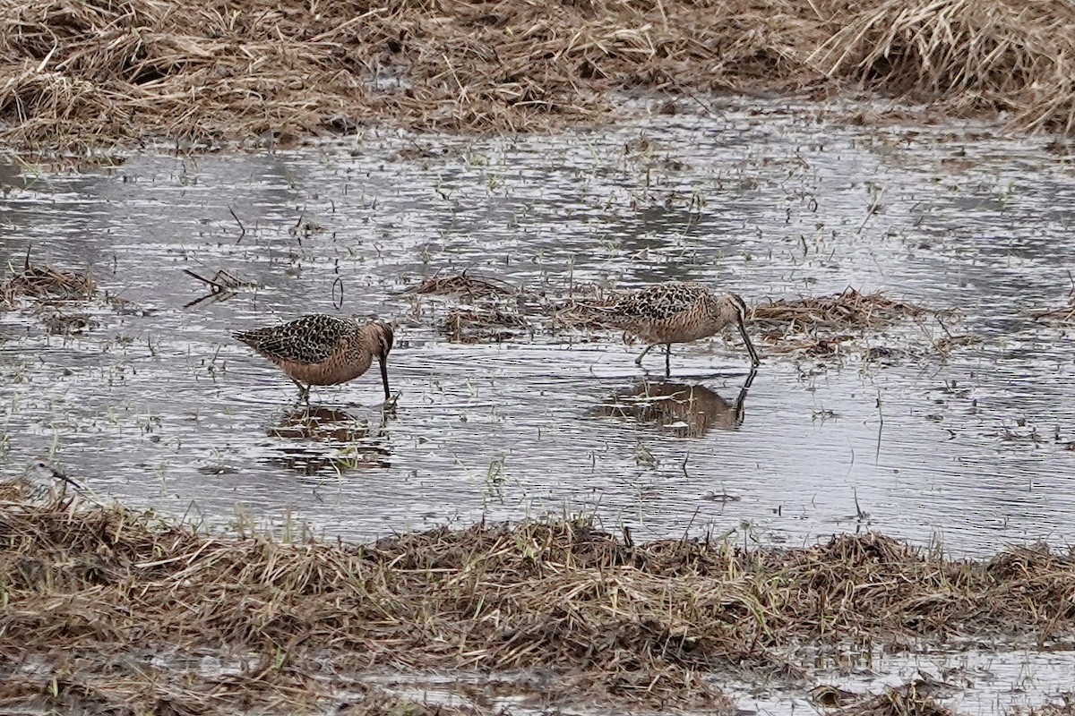 Long-billed Dowitcher - ML618703948