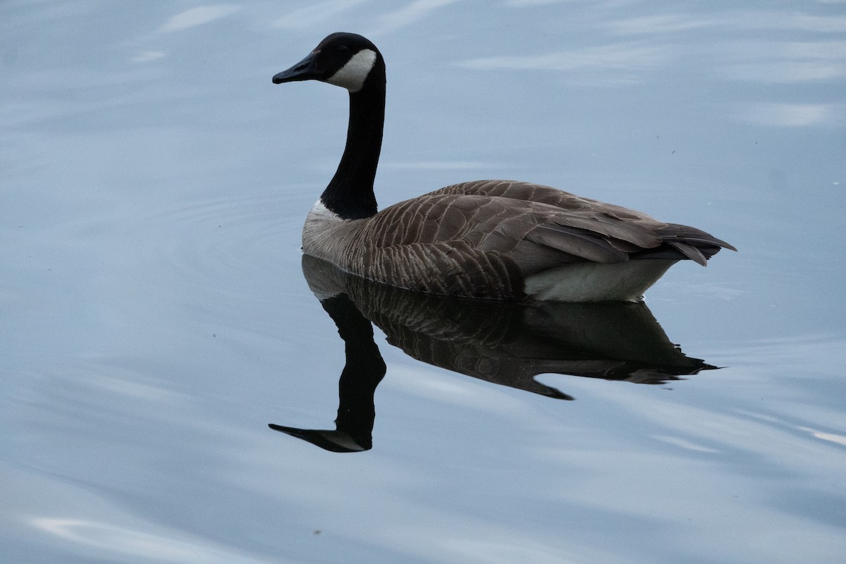 Canada Goose - Chad Berry