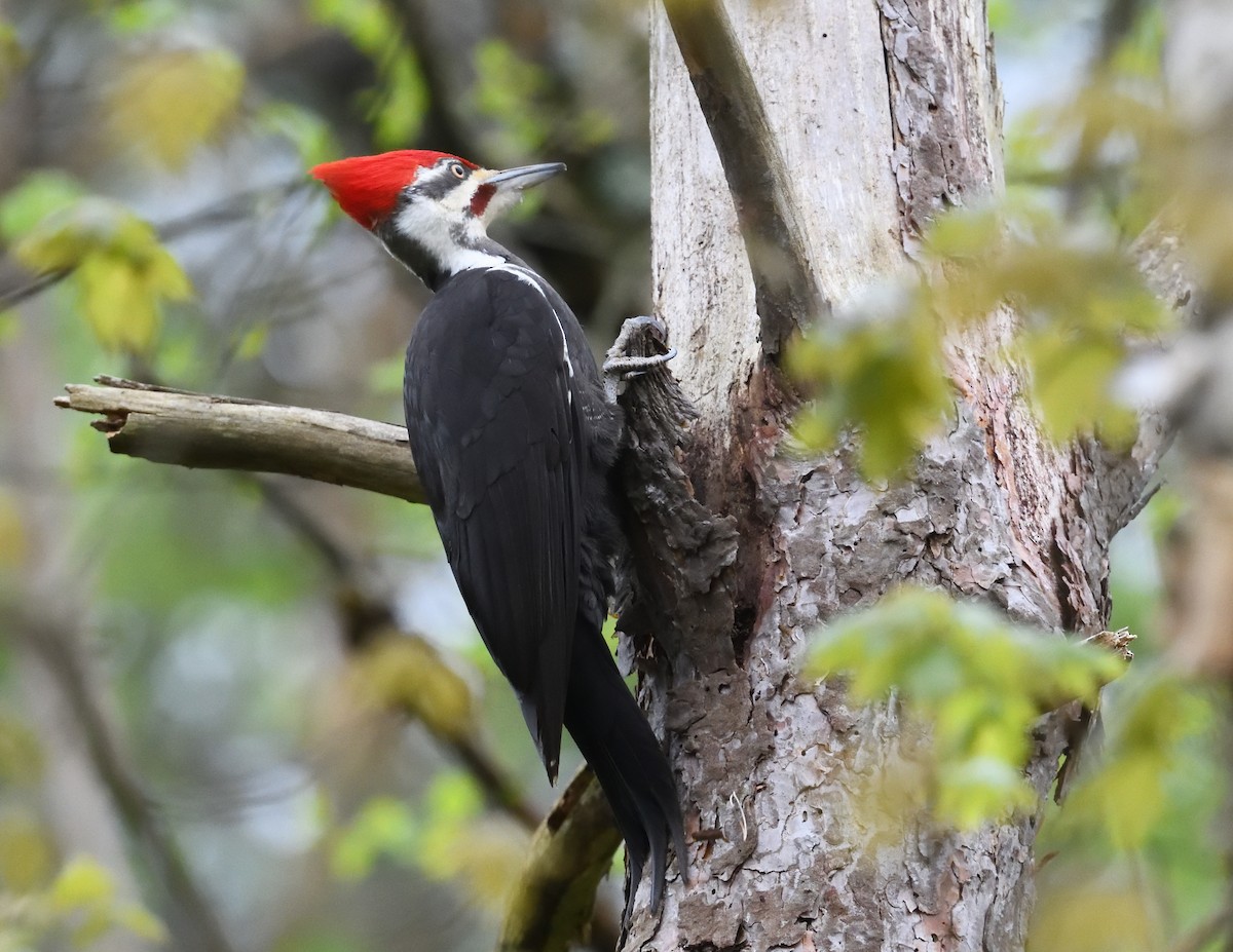 Pileated Woodpecker - ML618703987