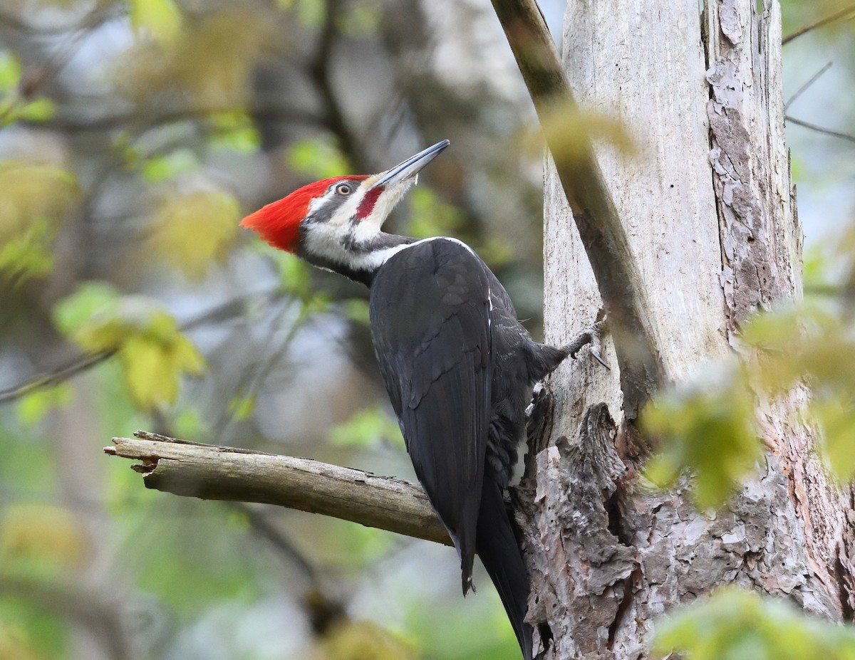 Pileated Woodpecker - ML618703988