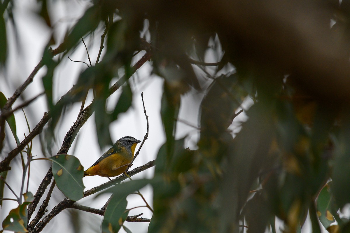 Spotted Pardalote - ML618703995