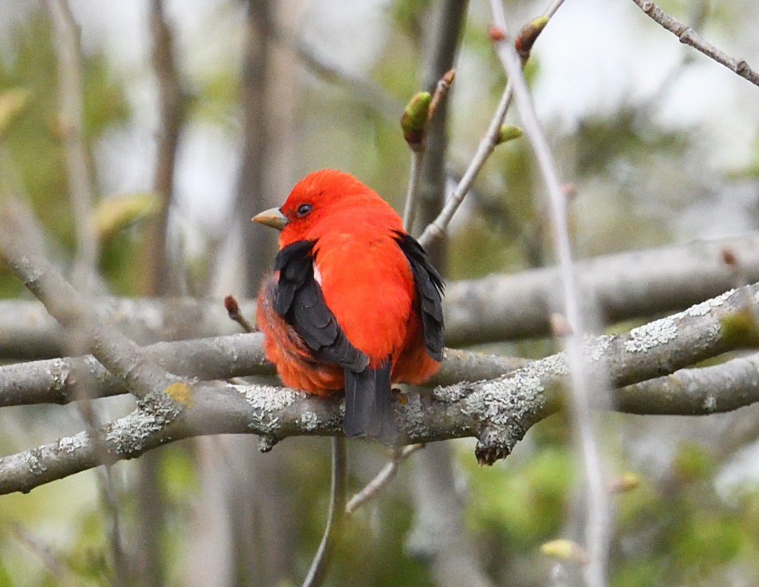 Scarlet Tanager - ML618703996