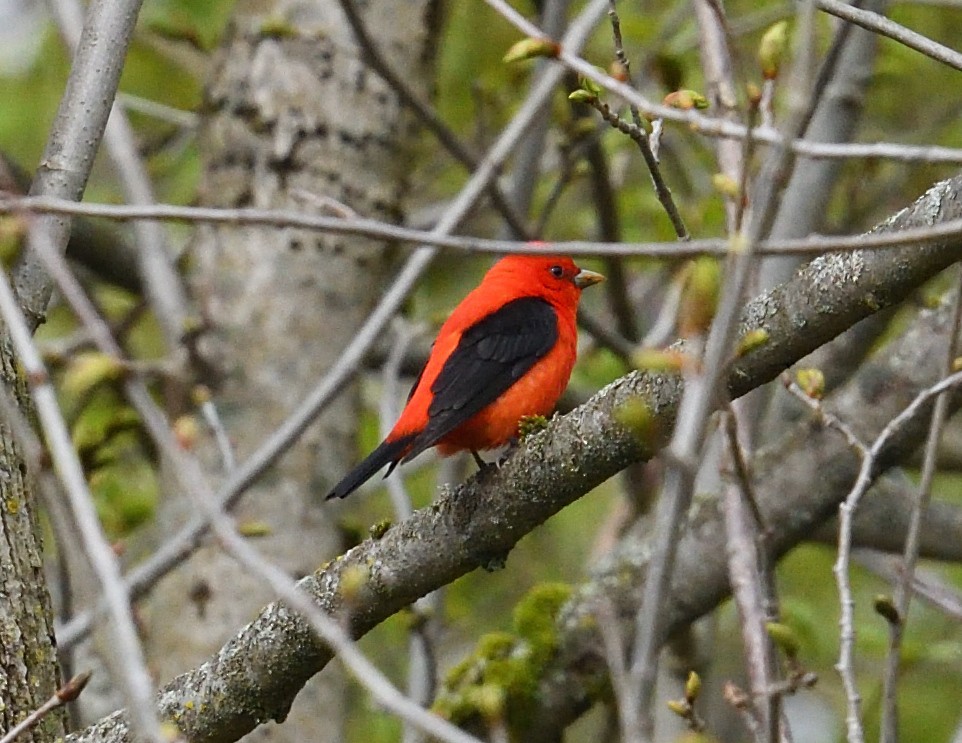 Scarlet Tanager - ML618703997