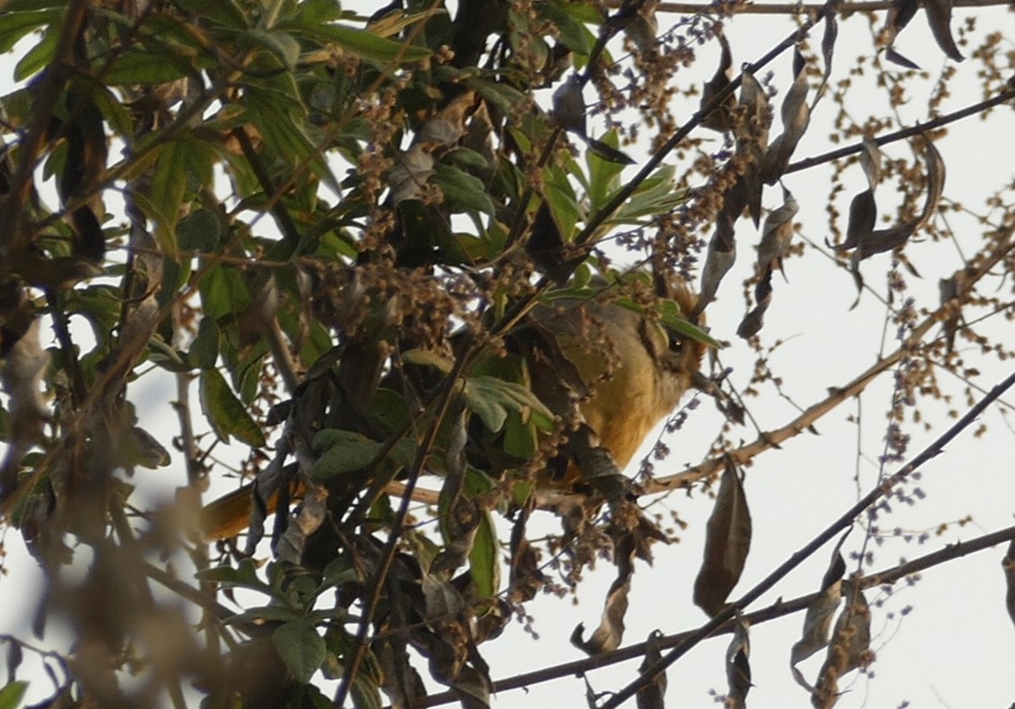 Chestnut-tailed Minla - Jean-Paul Boerekamps