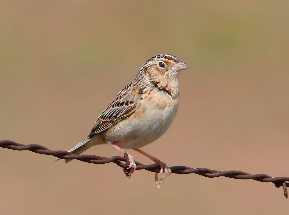 Grasshopper Sparrow - ML618704063