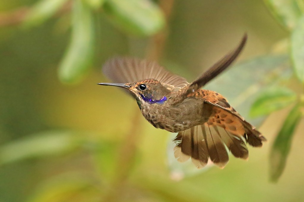 kolibřík fialovouchý - ML618704094