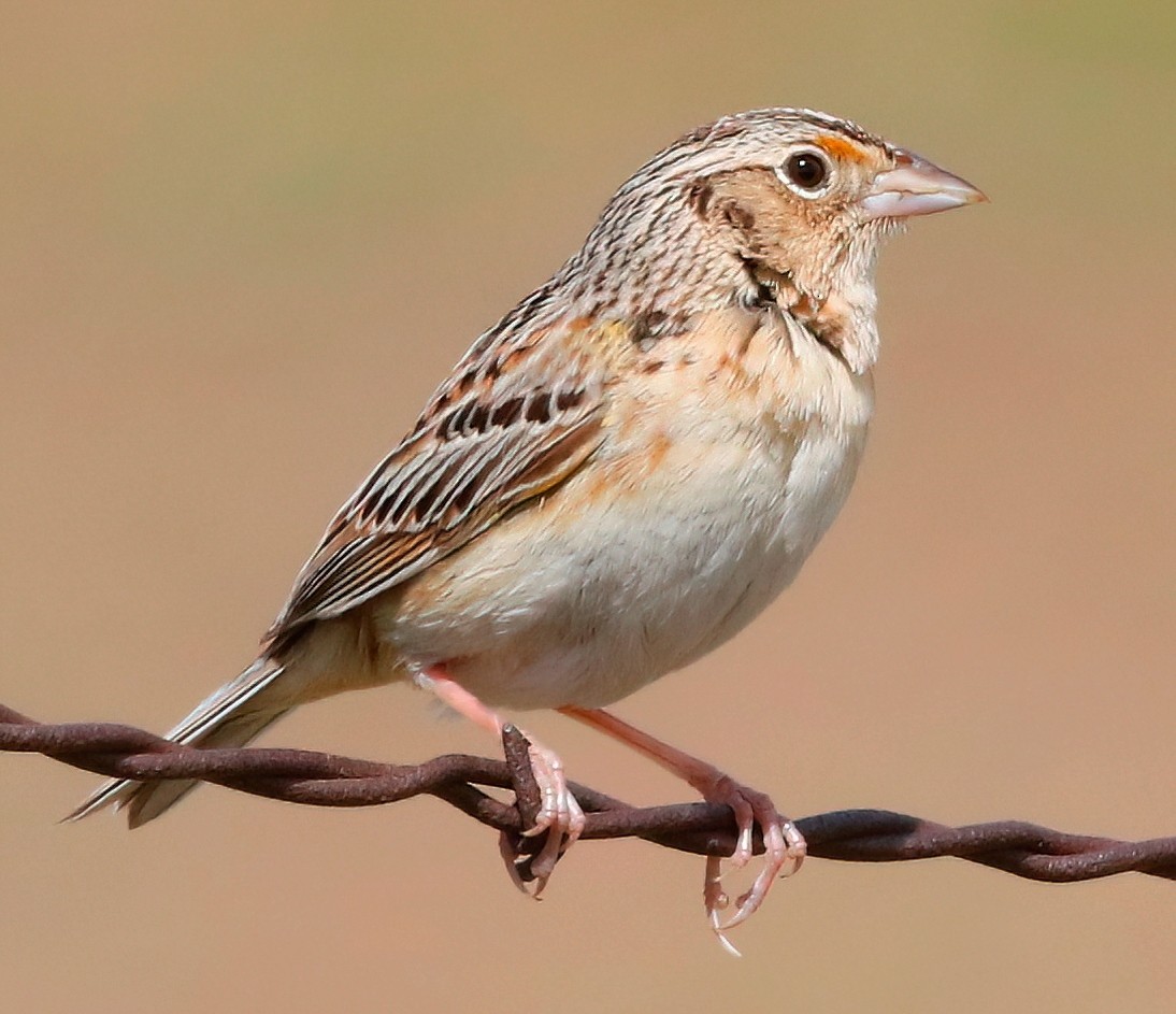 Grasshopper Sparrow - ML618704099