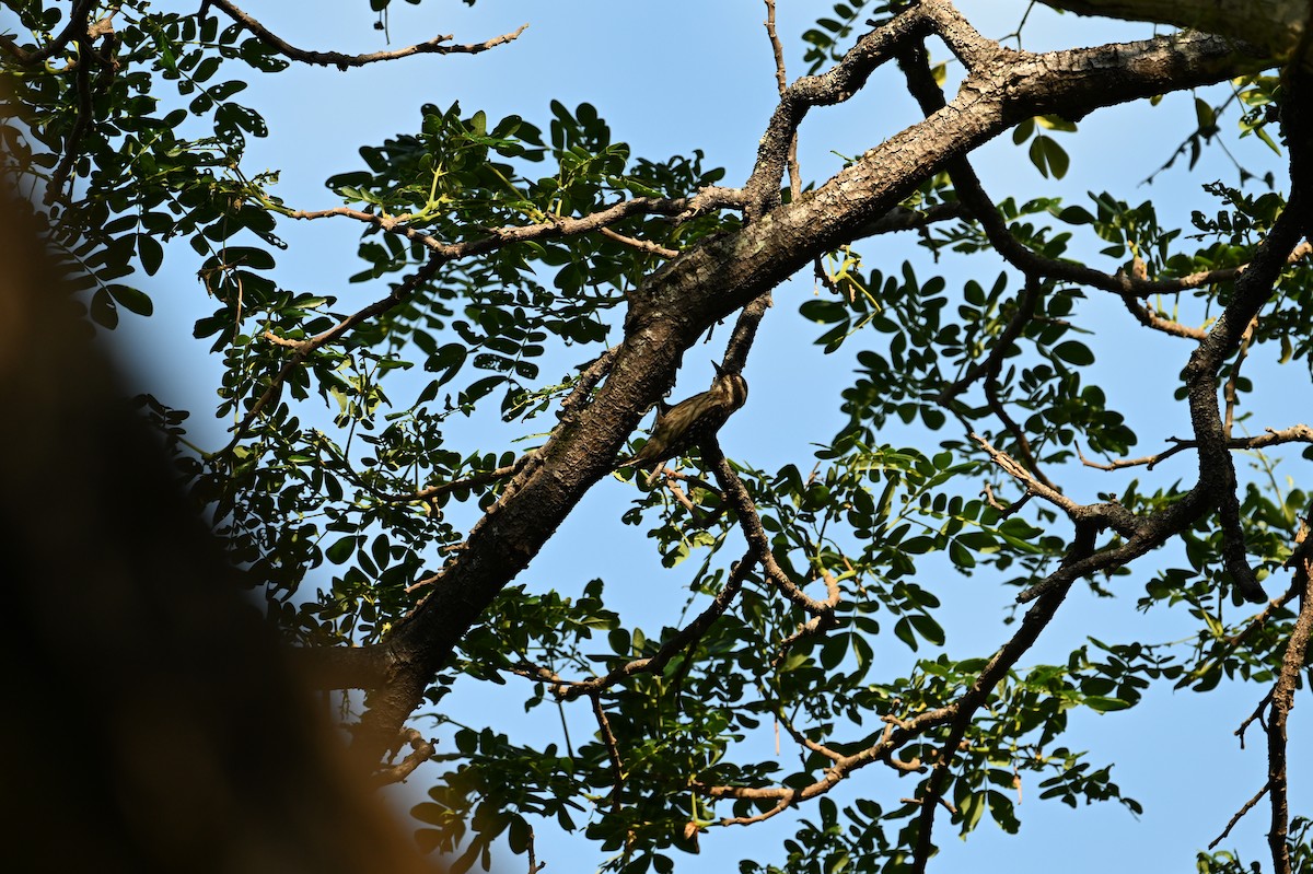 Sunda Pygmy Woodpecker - ML618704138