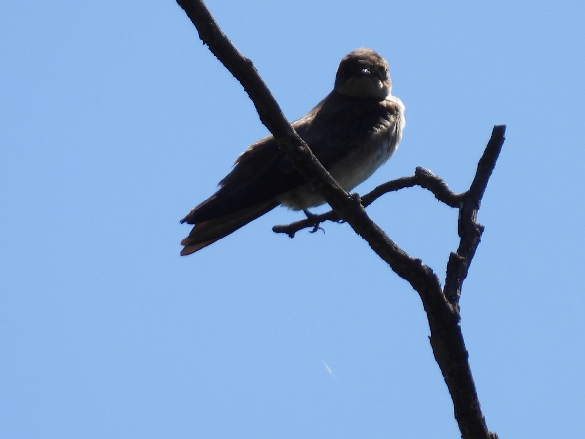 Northern Rough-winged Swallow - ML618704161