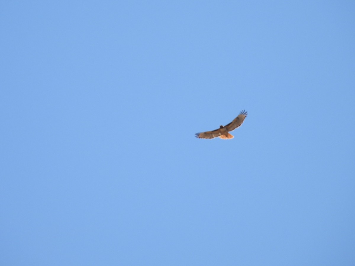 Red-tailed Hawk - ML618704170