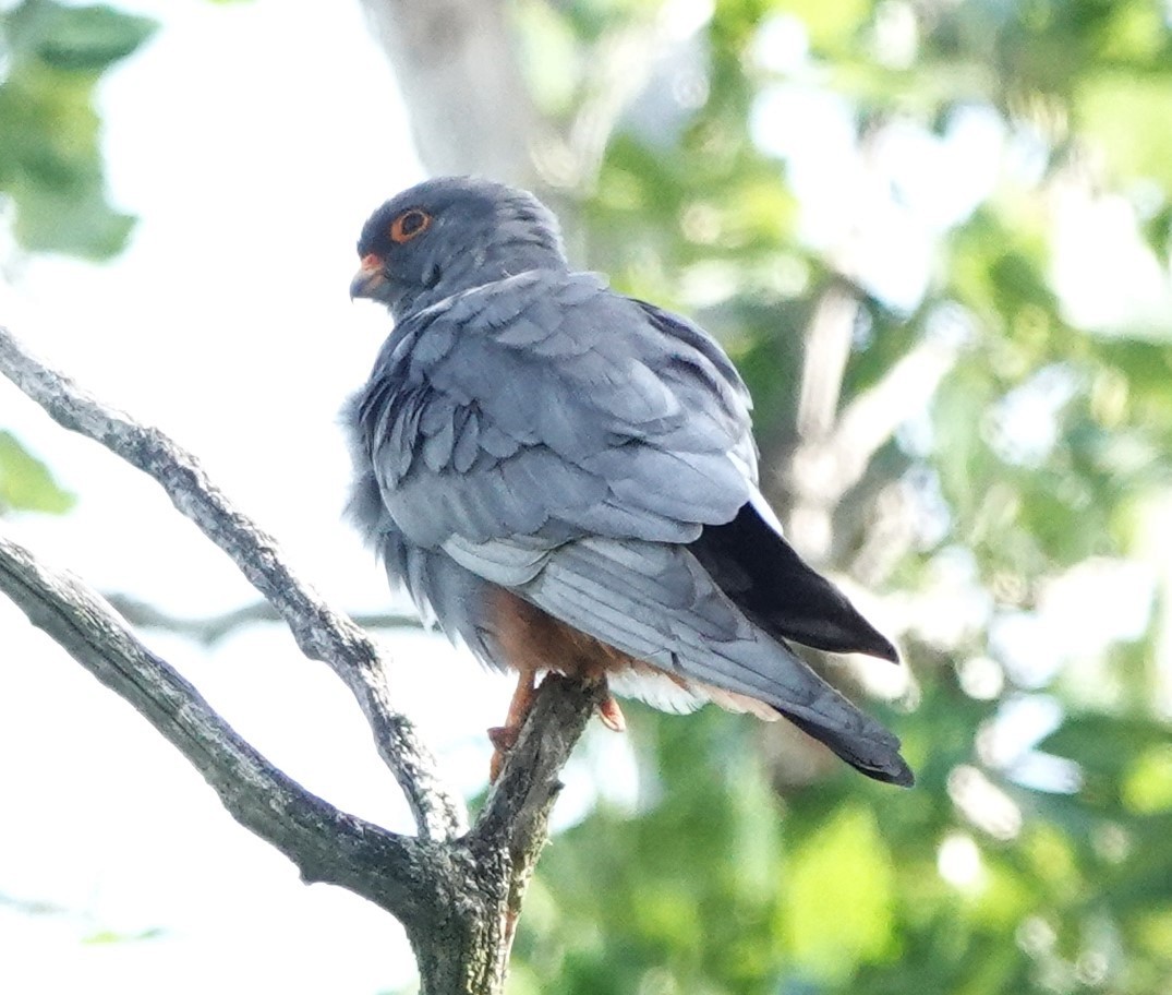 Red-footed Falcon - ML618704171