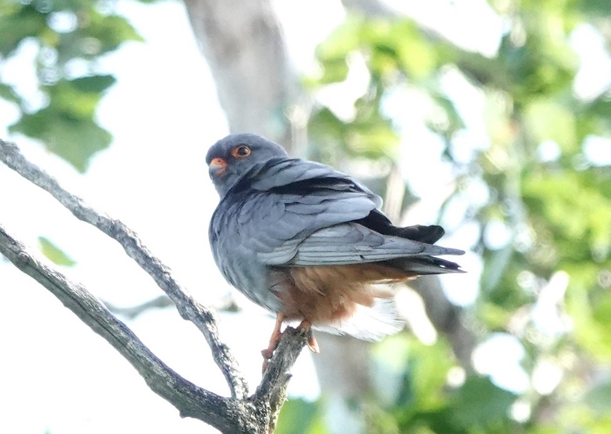 Red-footed Falcon - ML618704173