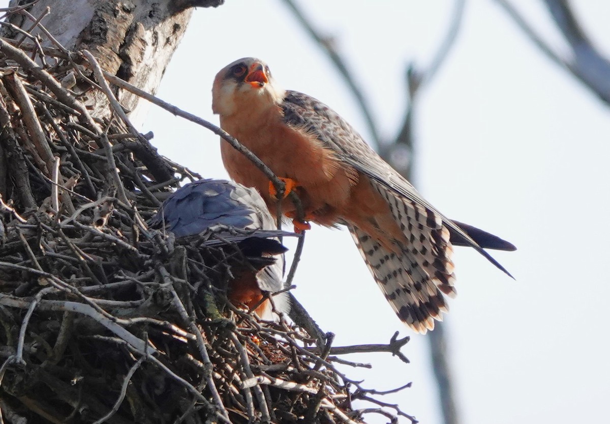 Red-footed Falcon - ML618704174