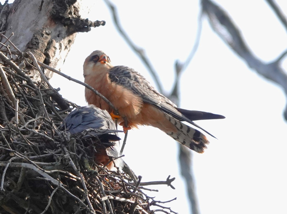 Red-footed Falcon - ML618704175
