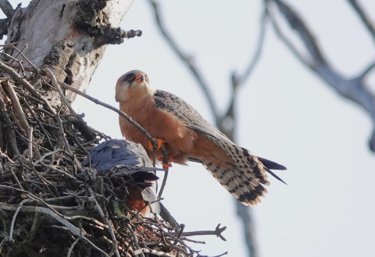 Red-footed Falcon - ML618704177