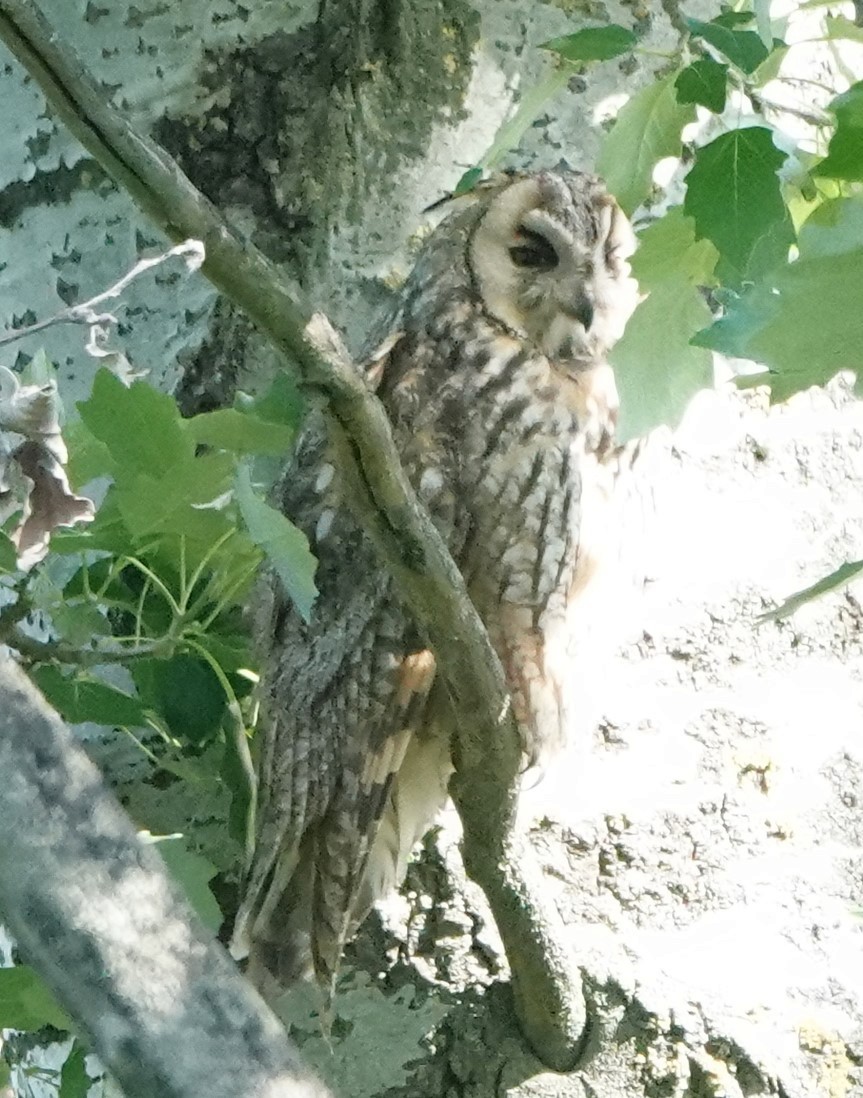 Long-eared Owl - ML618704186