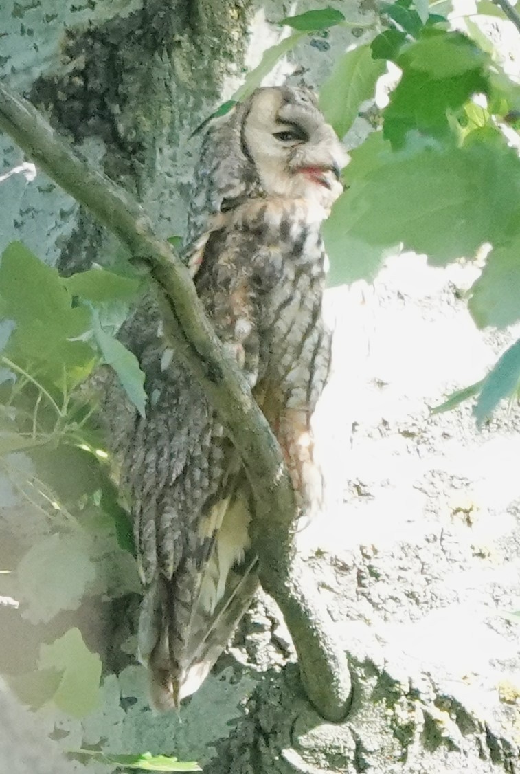 Long-eared Owl - ML618704187