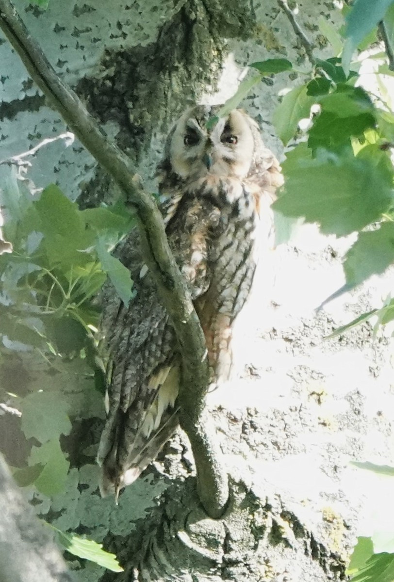 Long-eared Owl - ML618704188