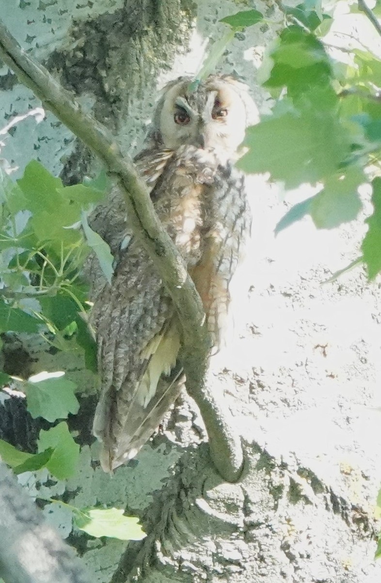 Long-eared Owl - ML618704189